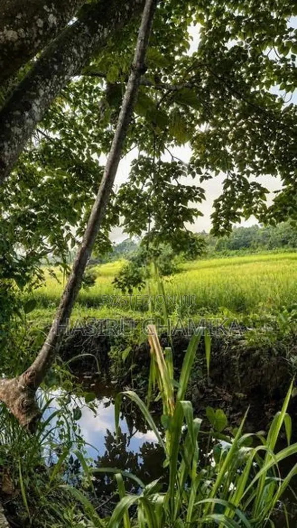 Paddy Front Land for Sale 8.7 Perches | Madapatha, Piliyandala
