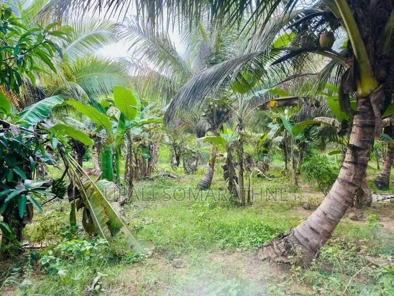 Coconut Land with House for Sale in Kekirawa