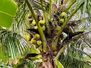 Coconut Land with House for Sale in Kekirawa