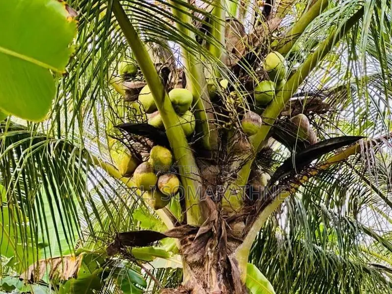 Coconut Land with House for Sale in Kekirawa