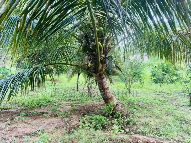 Coconut Land with House for Sale in Kekirawa
