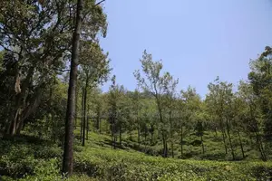 Land for Sale in Pussellawa