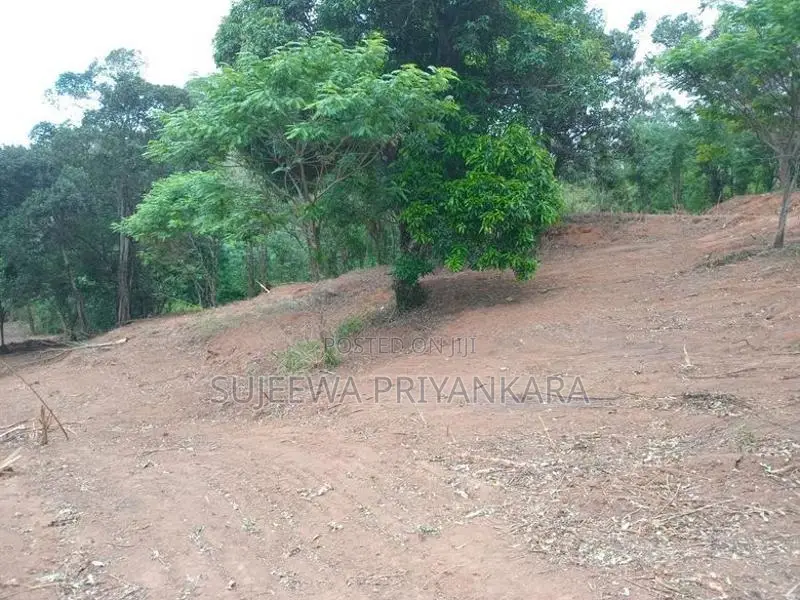 Land for Sale in Nilella Keppetipola