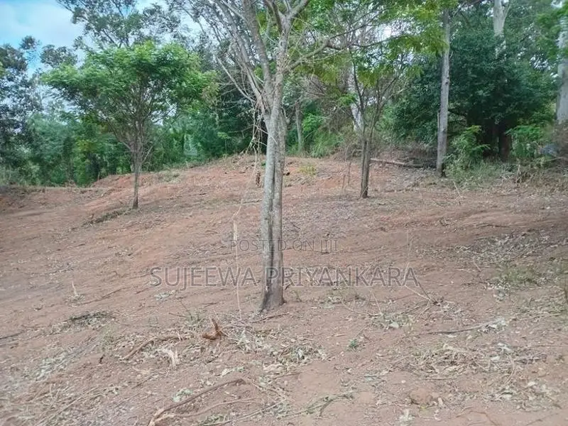 Land for Sale in Nilella Keppetipola
