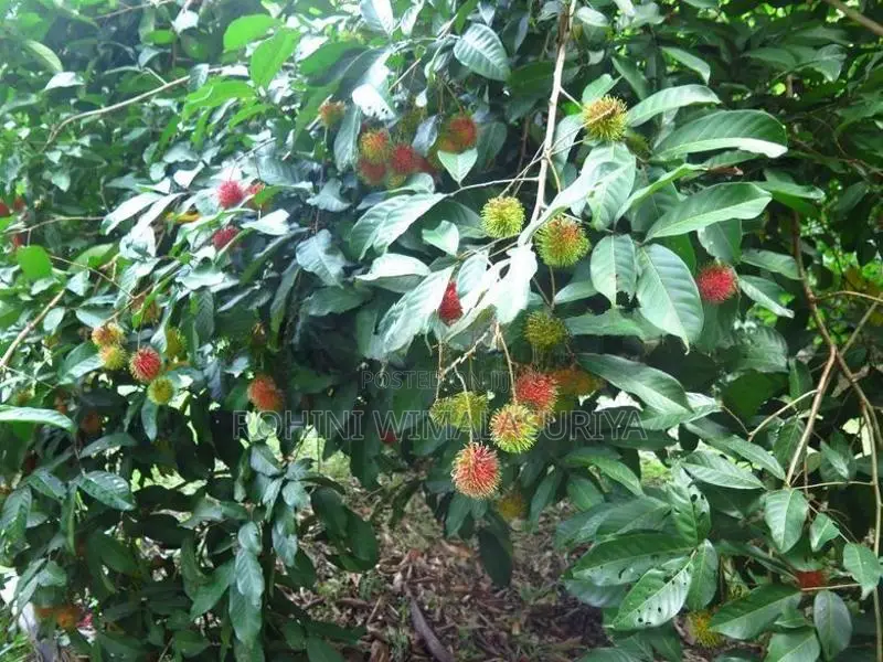 Land For Sale Gampaha