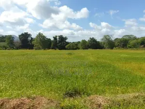 Paddy Field Land for Sale Dambulla