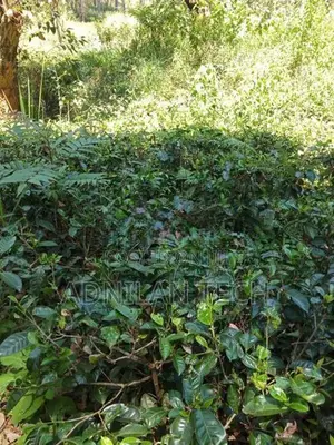 Welimada - Boralanda 1 acres Agriculture Land for Sale