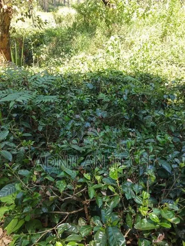 Welimada - Boralanda 1 acres Agriculture Land for Sale
