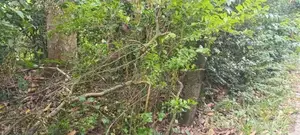 නිවසක් විකිණිමට බෙලිඅත්ත