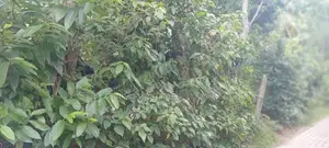 නිවසක් විකිණිමට බෙලිඅත්ත