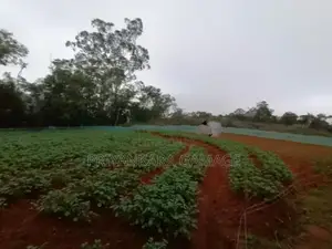 Land for Sale in Keppetipola