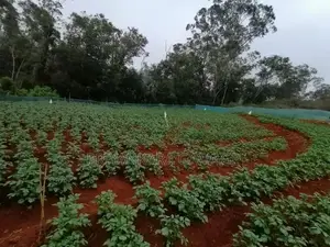Land for Sale in Keppetipola