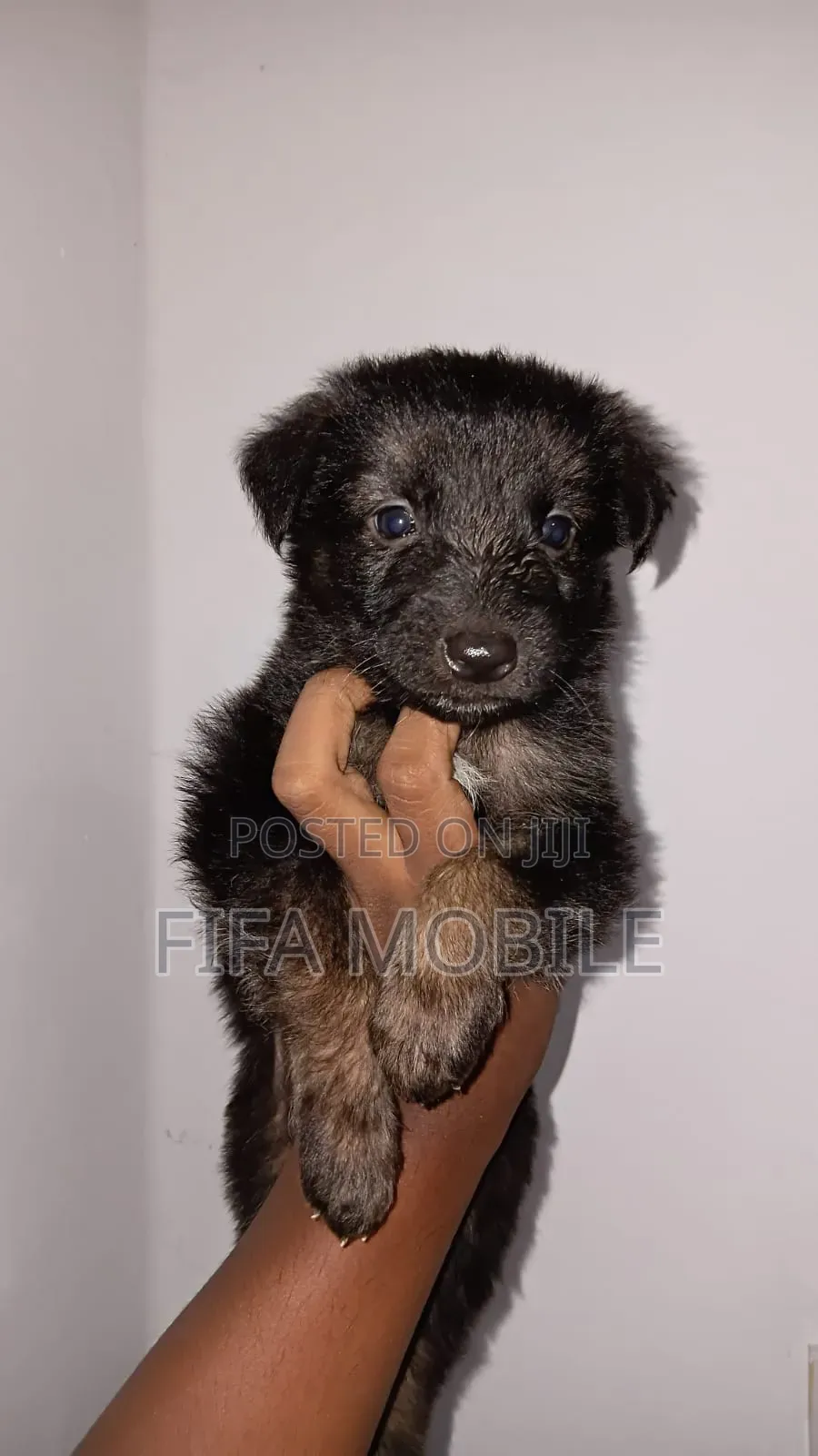 0-1 month Male Purebred German Shepherd