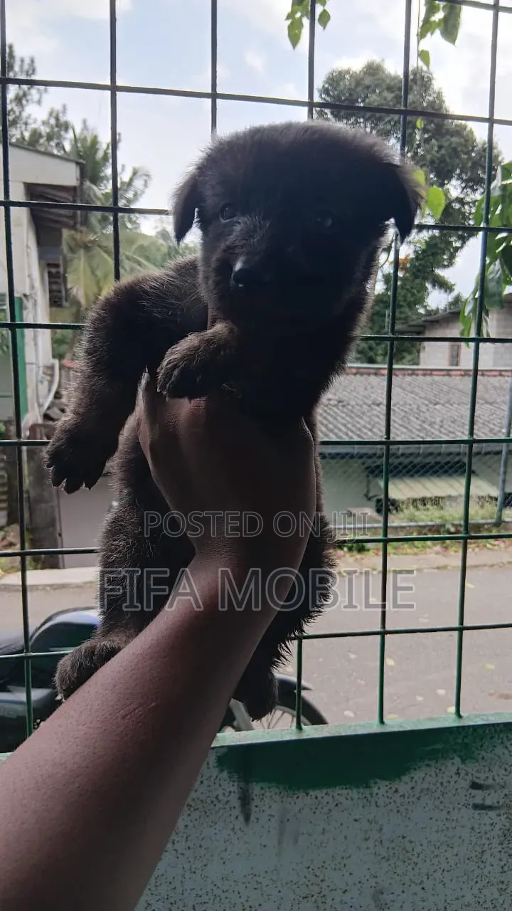 0-1 month Male Purebred German Shepherd