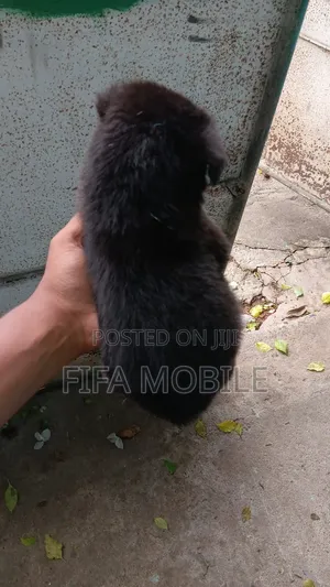 0-1 month Male Purebred German Shepherd