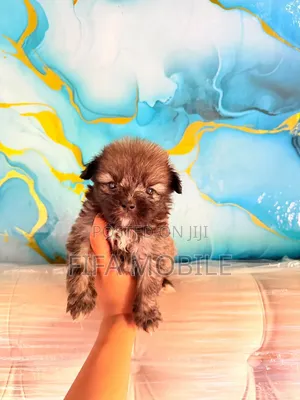 0-1 month Male Purebred Shih Tzu
