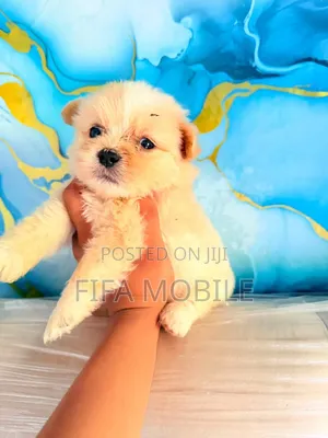 0-1 month Male Purebred Shih Tzu