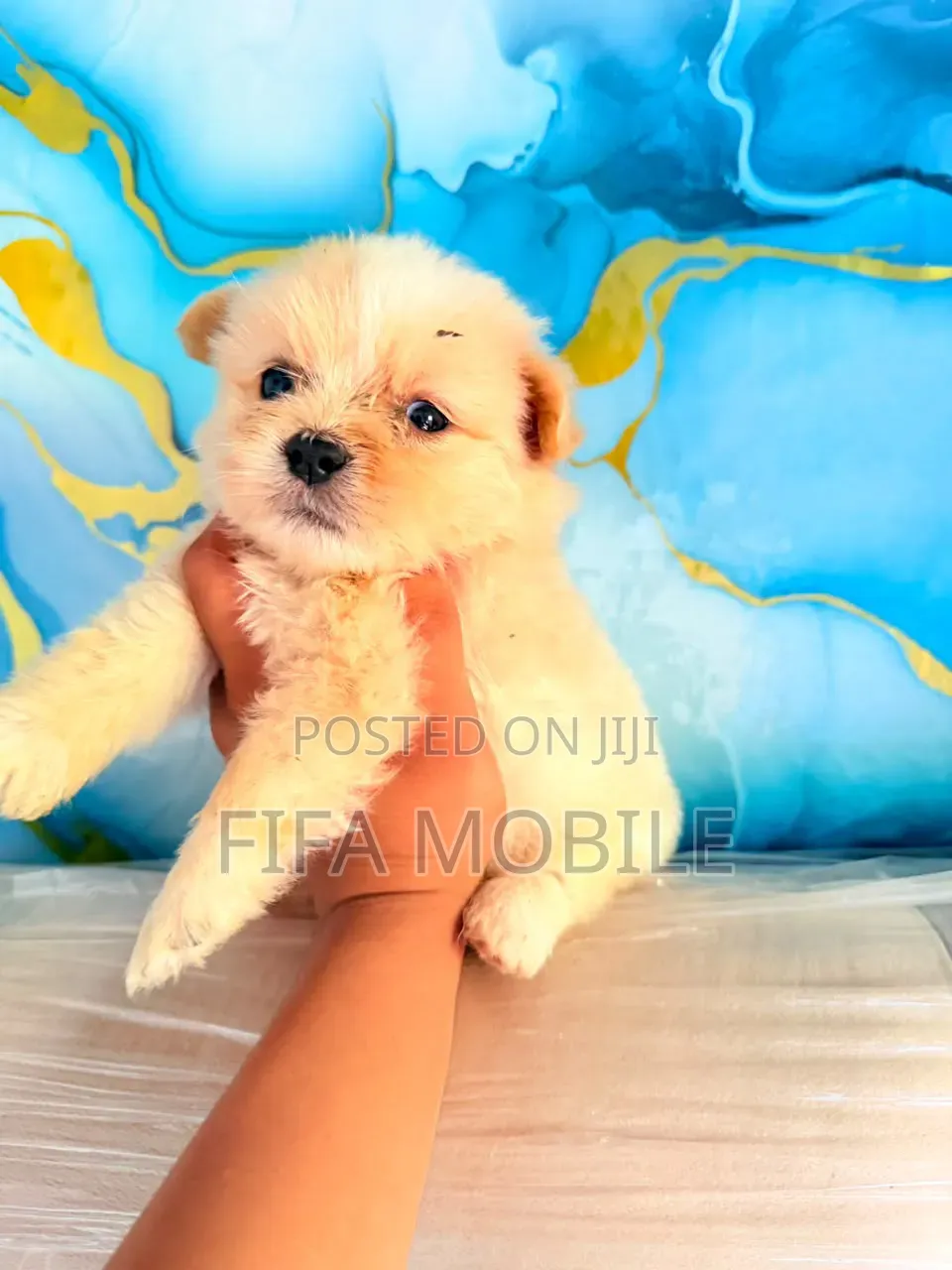 0-1 month Male Purebred Shih Tzu