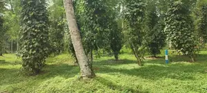Land for Sale in Matthegoda