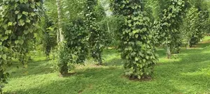 Land for Sale in Matthegoda
