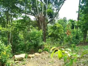 Land for Sale in Wawulugala