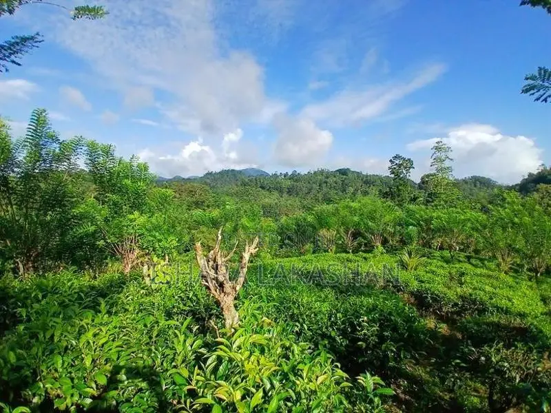 සිංහරාජයට මායිම්ව වගා කල ඉඩමක්