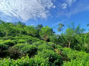 සිංහරාජයට මායිම්ව වගා කල ඉඩමක්