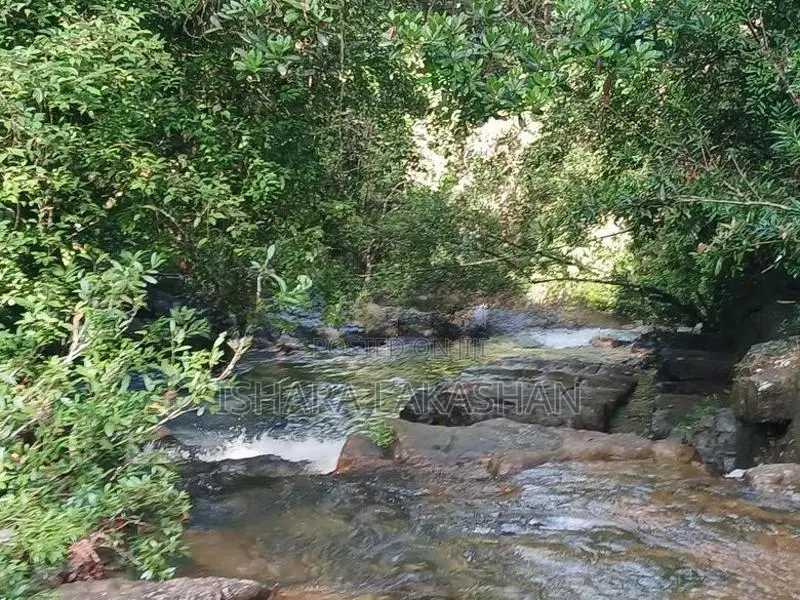 සිංහරාජයට මායිම්ව වගා කල ඉඩමක්