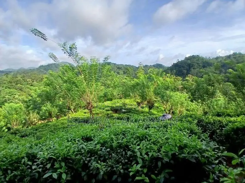 සිංහරාජයට මායිම්ව වගා කල ඉඩමක්