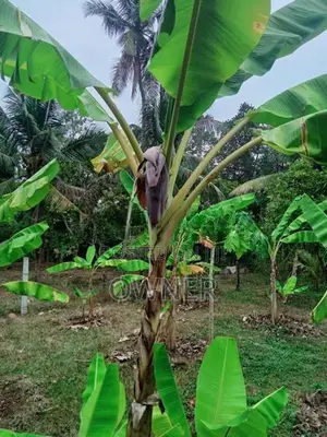 වටිනා ඉඩමක් විකිණීමට .(350m) ප්‍රධාන පාර ට. ජා එල .