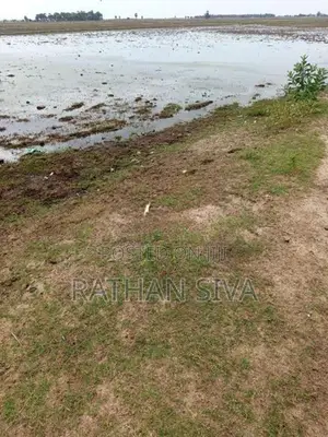 விவசாய வயல் 10 ஏக்கர் மரப்பாலம்