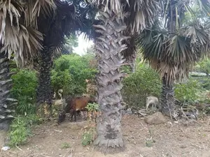 Land for Sale Jaffna