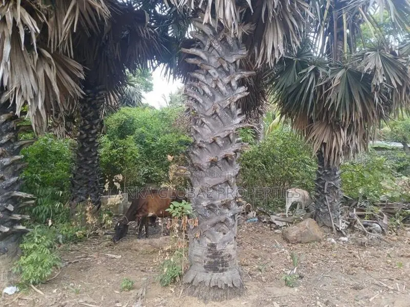 Land for Sale Jaffna