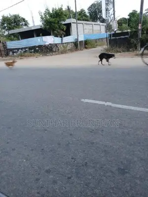 சங்கானை காணி விற்பனைக்கு
