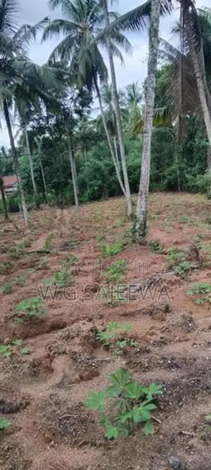 244 Perch Land for Sale in Gampaha