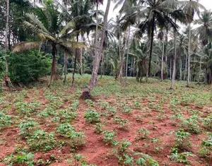 244 Perch Land for Sale in Gampaha