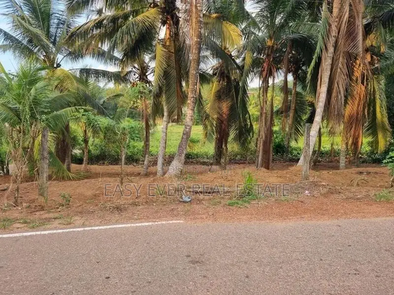 වටිනා පොල් ඉඩමක් විකිණීමට පැපිළියවල / DM 11835