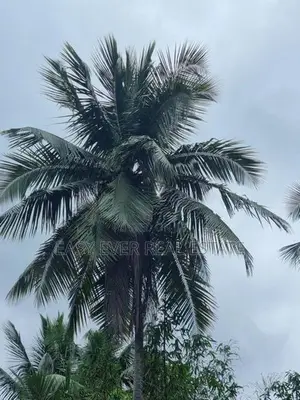 වටිනා පොල් ඉඩමක් විකිණීමට පැපිළියවල / DM 11835