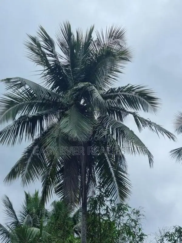 වටිනා පොල් ඉඩමක් විකිණීමට පැපිළියවල / DM 11835