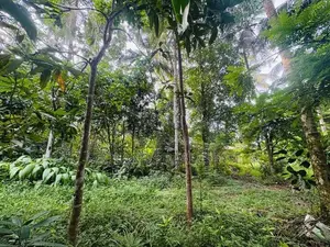 (RL646) 197 Perch Land for Sale in Wadduwa