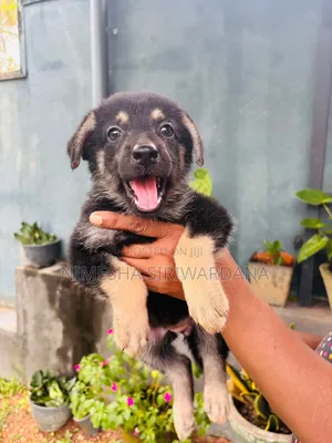 1-3 months Female Purebred German Shepherd