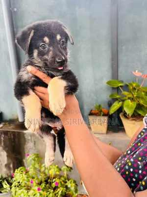 1-3 months Female Purebred German Shepherd