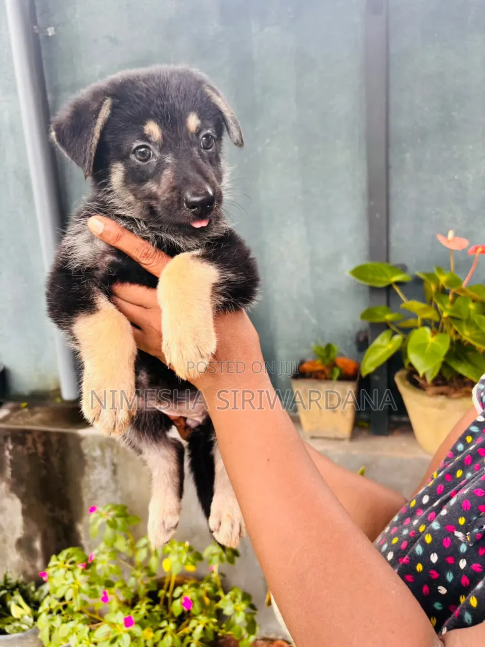 1-3 months Female Purebred German Shepherd