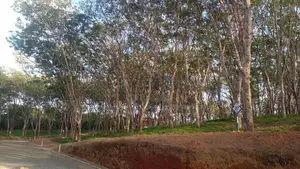 අහංගමට ලඟින් බිම් කොටස්