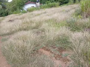Land For Sale - Near Avissawella