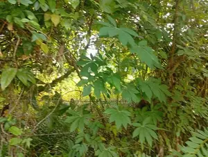 25 Perch Land for Sale in Opatha Seeduwa