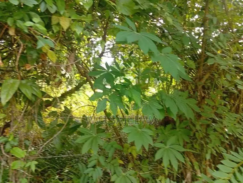 25 Perch Land for Sale in Opatha Seeduwa