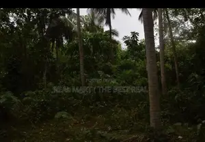 TANGALLE : 3 ACRES PREMIUM COCONUT LAND FOR SALE