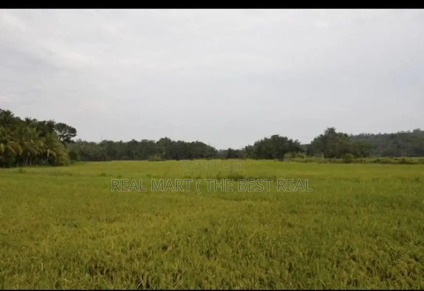 TANGALLE : 3 ACRES PREMIUM COCONUT LAND FOR SALE
