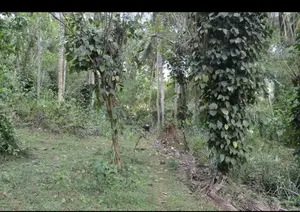 TANGALLE : 3 ACRES PREMIUM COCONUT LAND FOR SALE